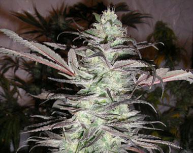Next Generation - BC Big Bang cannabis seed