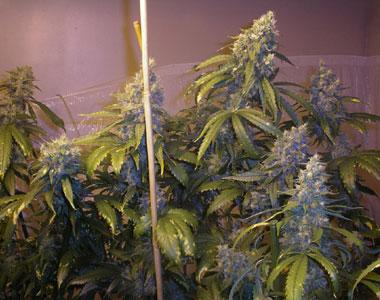 Next Generation - Blueberry Punch cannabis seed