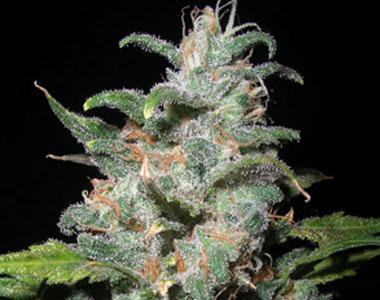Next Generation - Blue Dynamite cannabis seed