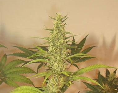 Next Generation - Grapefruit Haze cannabis seed