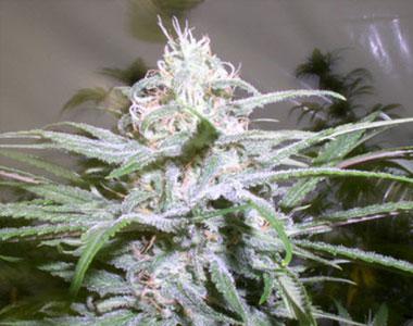 Next Generation - Grapeskunk cannabis seed