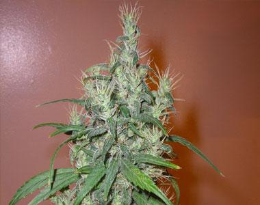 Next Generation - Romulan Haze cannabis seed