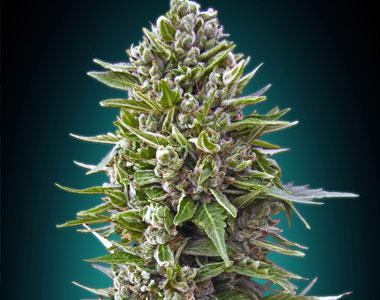 OO Seeds - Autofem Collection #2 cannabis seed