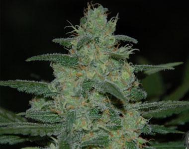 Original Sensible Seed Company - Pure Kush cannabis seed