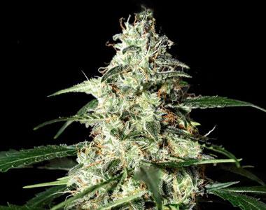Strain Hunters - Skunk Auto cannabis seed