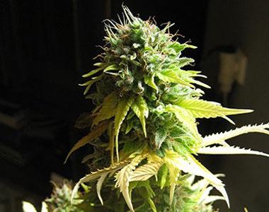 Seedsman - Somango cannabis seed