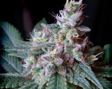 Seedsman - Cream Caramel cannabis seed