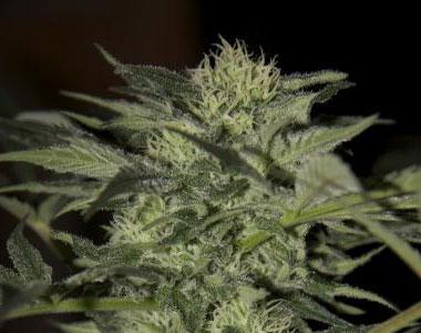 Seedsman - Auto Blue cannabis seed