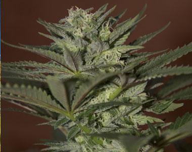 Seedsman - Auto Mini Gun cannabis seed
