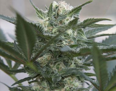 Seedsman - Auto Kush cannabis seed