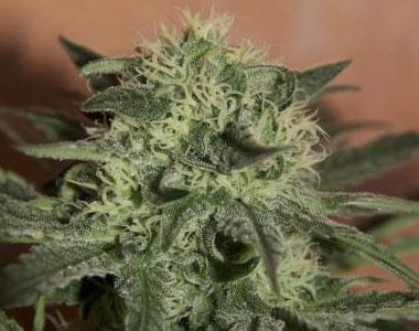 Seedsman - Auto Lemon cannabis seed