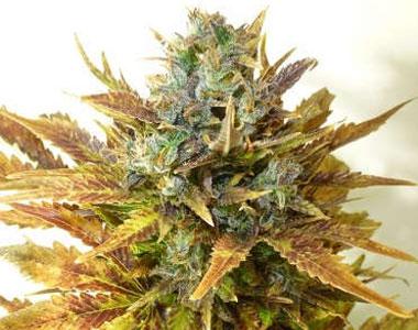 Seedsman - Auto Sour Diesel Haze cannabis seed