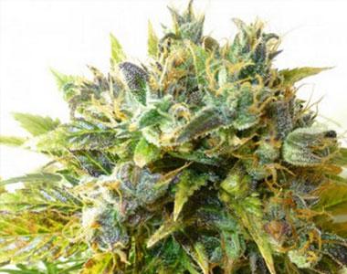 Seedsman - Auto Onyx cannabis seed