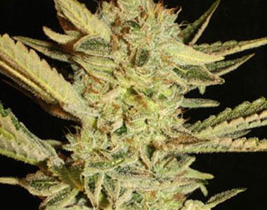 Superstrains - Automatic Fini cannabis seed