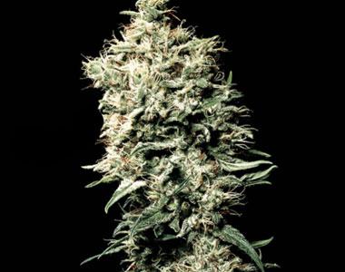 VIP Seeds - White Spanish cannabis seed
