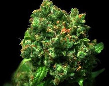 VIP Seeds - Love Peace cannabis seed