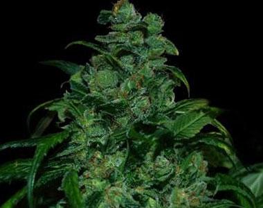 VIP Seeds - Tank cannabis seed