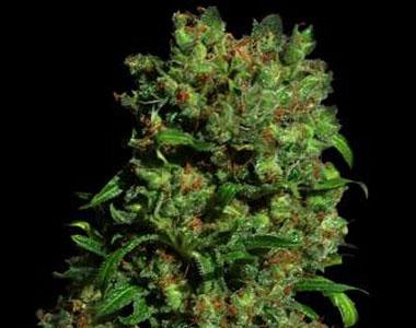 VIP Seeds - Critical VIP cannabis seed