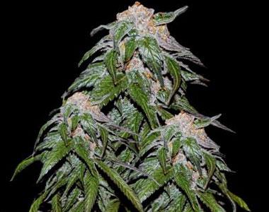 VIP Seeds - Medical VIP cannabis seed