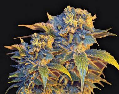 VIP Seeds - Colombian Sweet cannabis seed