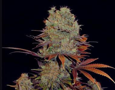 VIP Seeds - Landysh cannabis seed