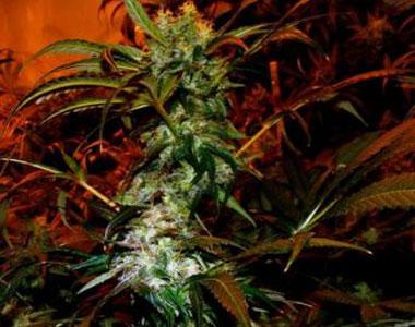 VIP Seeds - VIP Haze cannabis seed