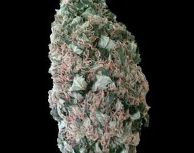 VIP Seeds - M. Fix cannabis seed