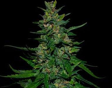VIP Seeds - Timanfaya Auto cannabis seed