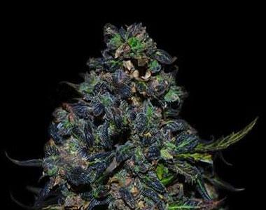 VIP Seeds - Taison Auto cannabis seed
