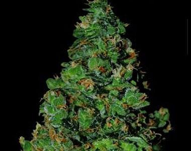 VIP Seeds - Membrana cannabis seed