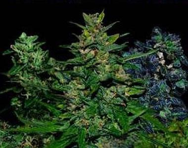 VIP Seeds - VIP Auto Mix cannabis seed