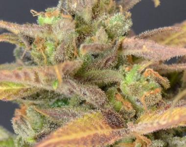 710 Genetics - 710 Mango cannabis seed