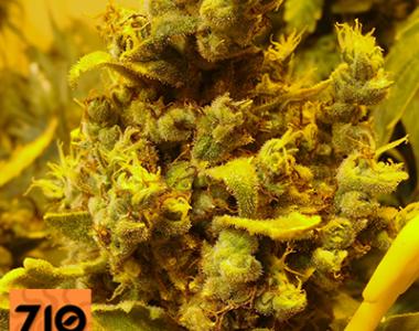 710 Genetics - Lemon AID cannabis seed
