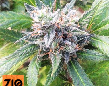 710 Genetics - Lemon Candy cannabis seed