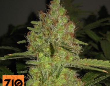 710 Genetics - Lemon Pineapple cannabis seed
