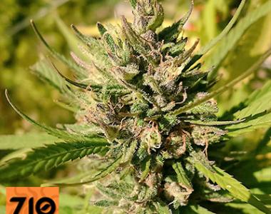 710 Genetics - Majestic Lemon cannabis seed