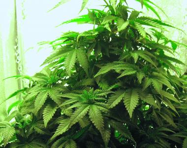 710 Genetics - Old White Widow cannabis seed