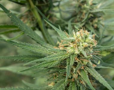 710 Genetics - Pure Jack cannabis seed