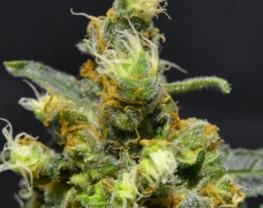 710 Genetics - Shellshock cannabis seed
