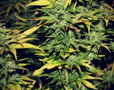 710 Genetics - Smog cannabis seed