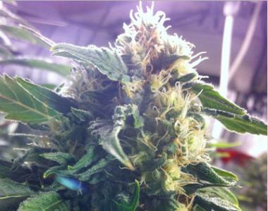 710 Genetics - Sour White cannabis seed