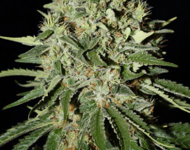 710 Genetics - Super Shark cannabis seed