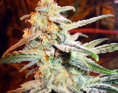 710 Genetics - Tropical Berry cannabis seed