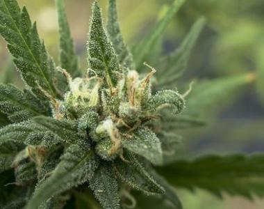 710 Genetics - White Candy cannabis seed