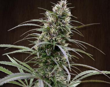 Ace Seeds - Congo cannabis seed