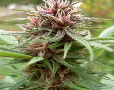 Ace Seeds - ErdPurt cannabis seed