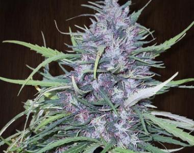 Ace Seeds - Golden Tiger cannabis seed