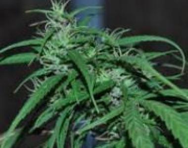 Ace Seeds - Green Haze cannabis seed