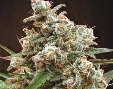 Ace Seeds - Nepalese Jam cannabis seed
