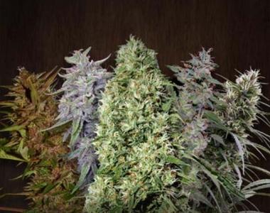 Ace Seeds - Tropical Mix cannabis seed